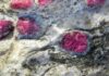 Scramble for Rubies: Illegal Mining Fuels Cabo Delgado’s Unrest